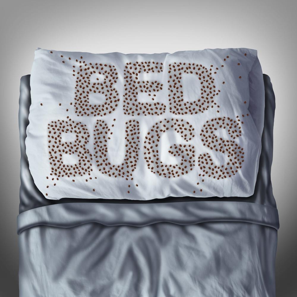 Bed Bugs Pest Control - Local Pest Control Brisbane