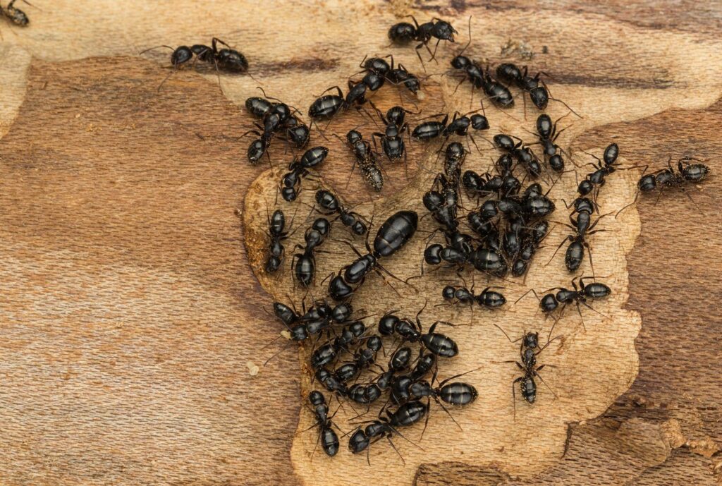 Ants in Commercial Premises - Local Pest Control Brisbane