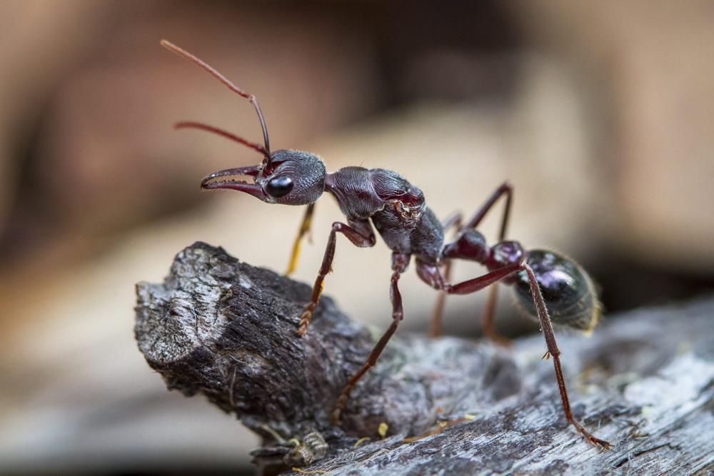 Ants Pest Control in Brisbane