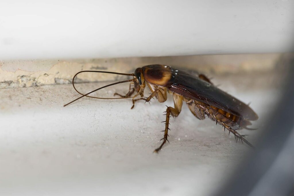 Signs of Cockroach Infestation - Brisbane