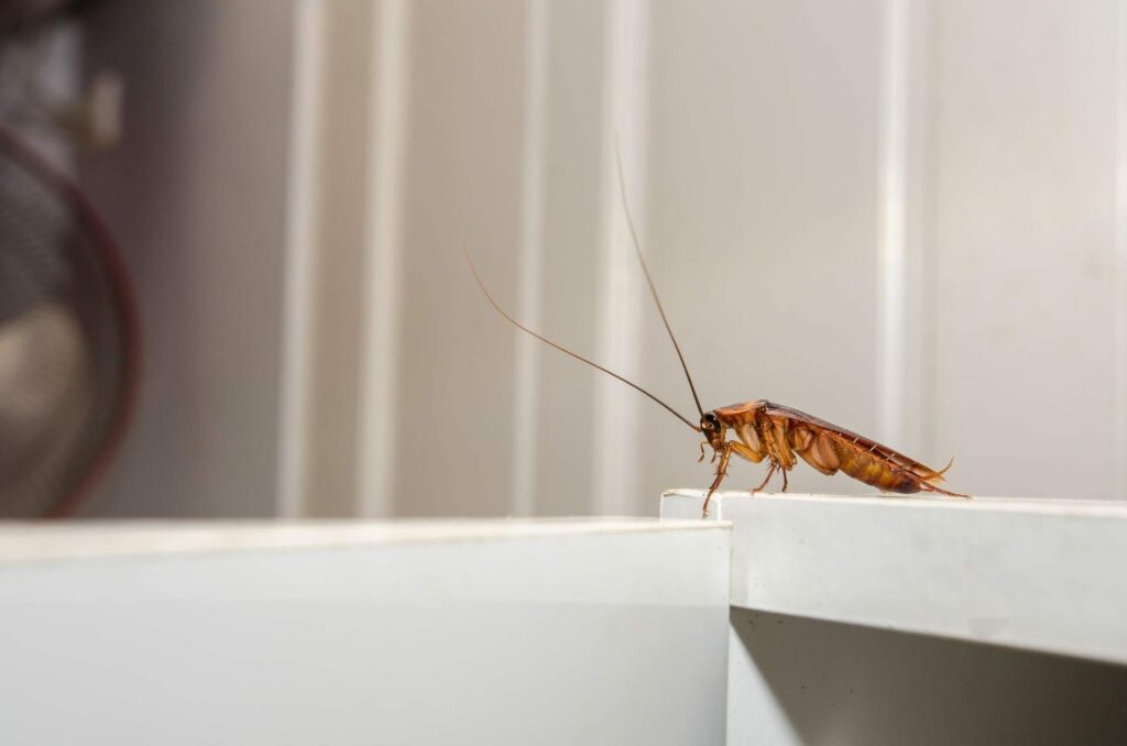 Cockroach Infestation Prevention - Brisbane
