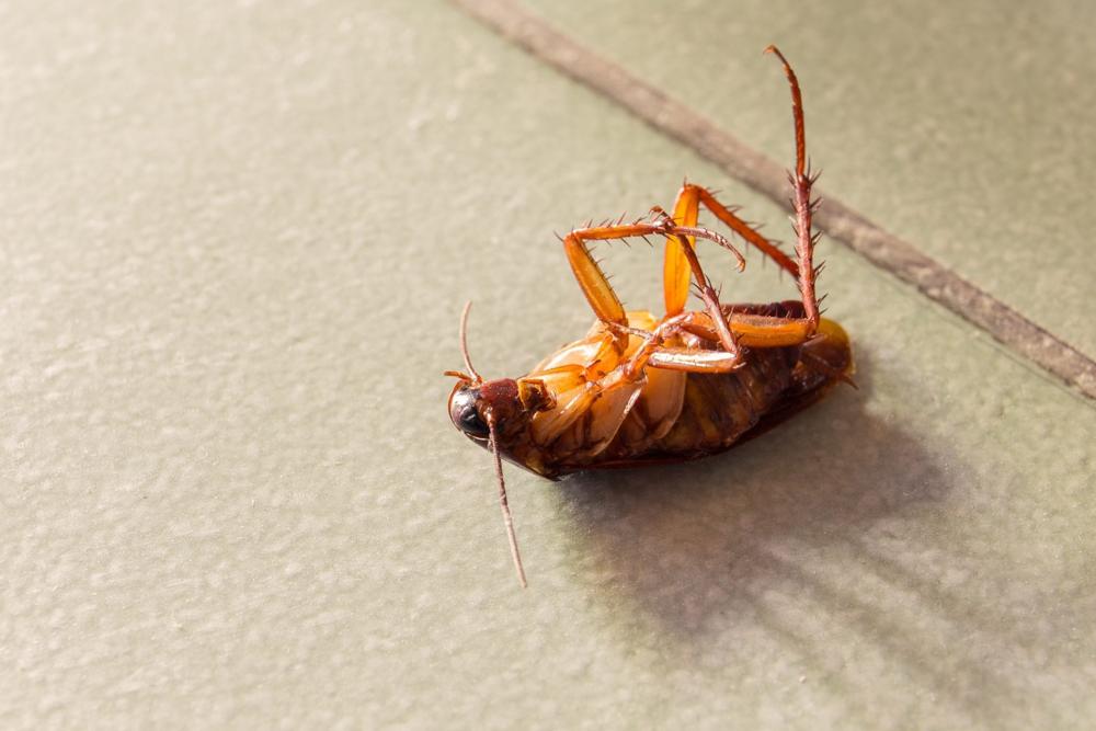 german-roach-dead-cockroach