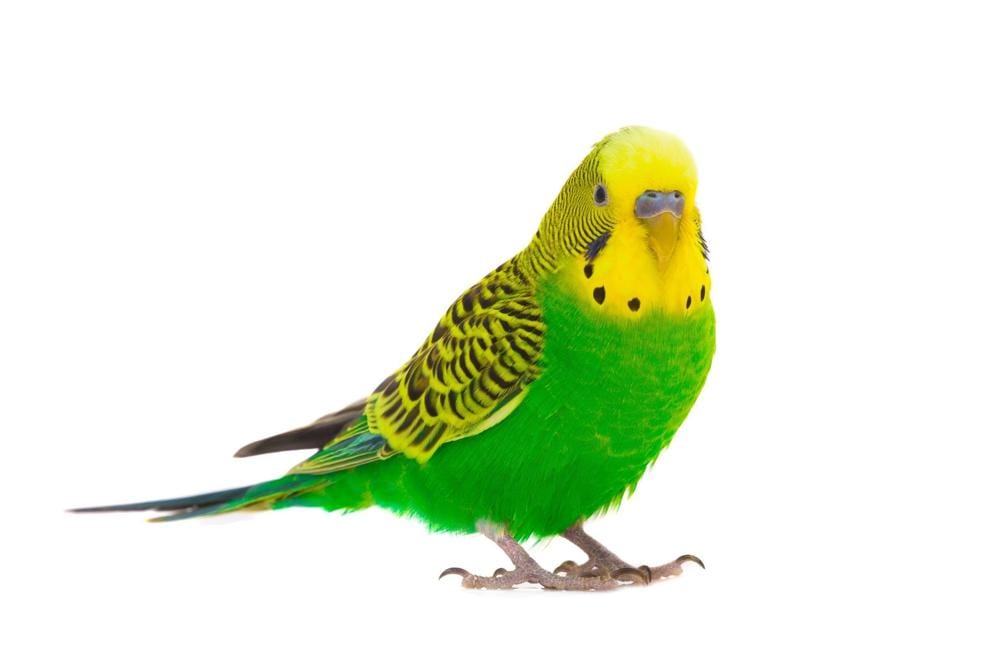 green-budgie