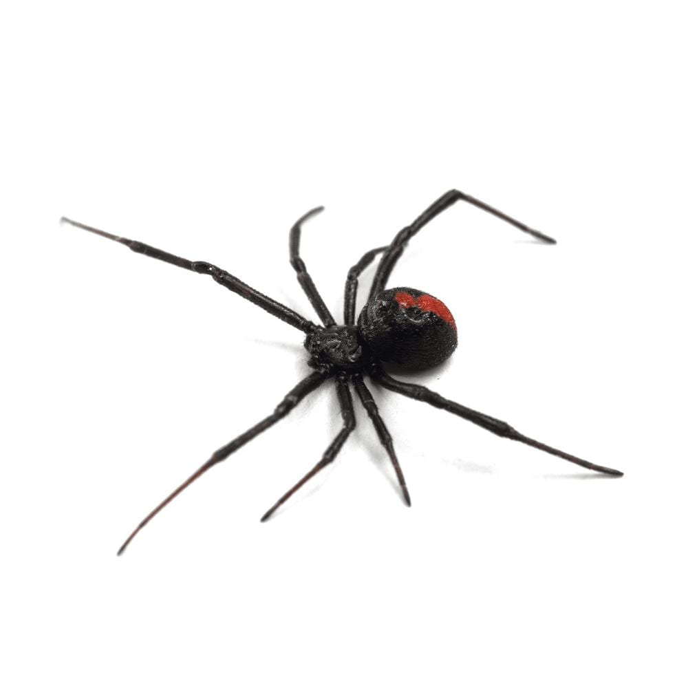 Spiders Pest Control - Local Pest Control Brisbane