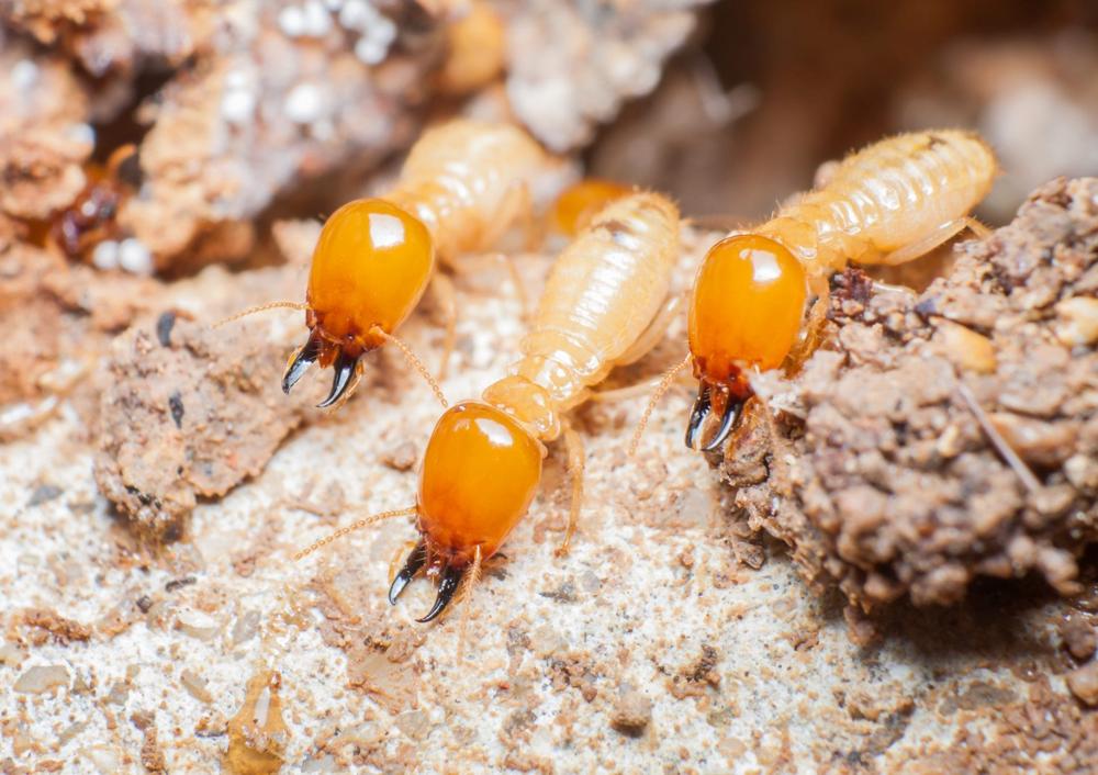 Termite Infestation Indicators - Local Pest Control Brisbane